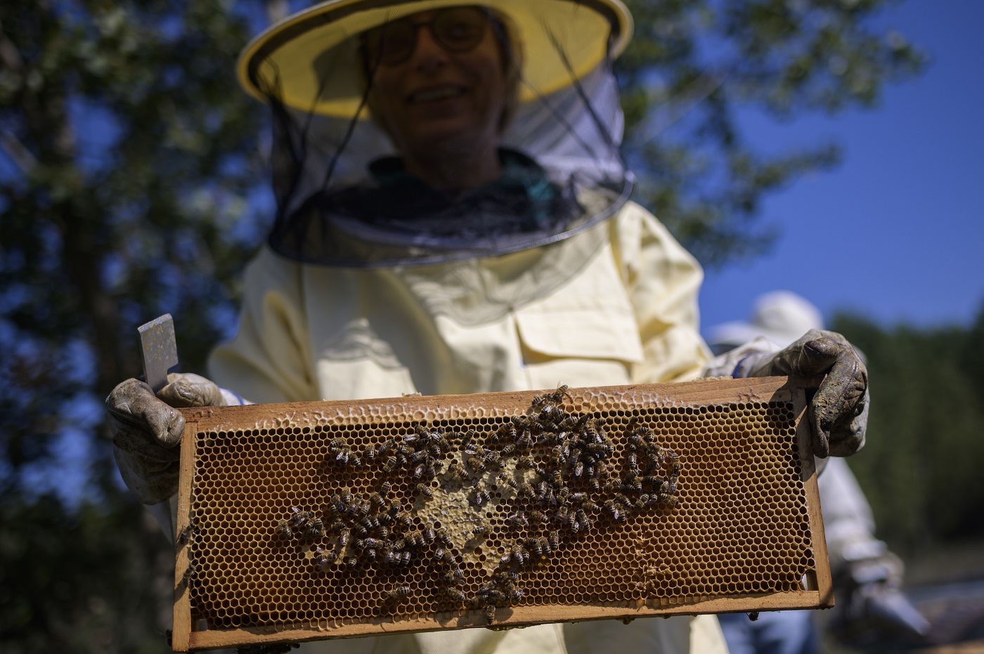  سنة سوداء لمربي النحل في أوروبا  162-022605-bees-honey-5