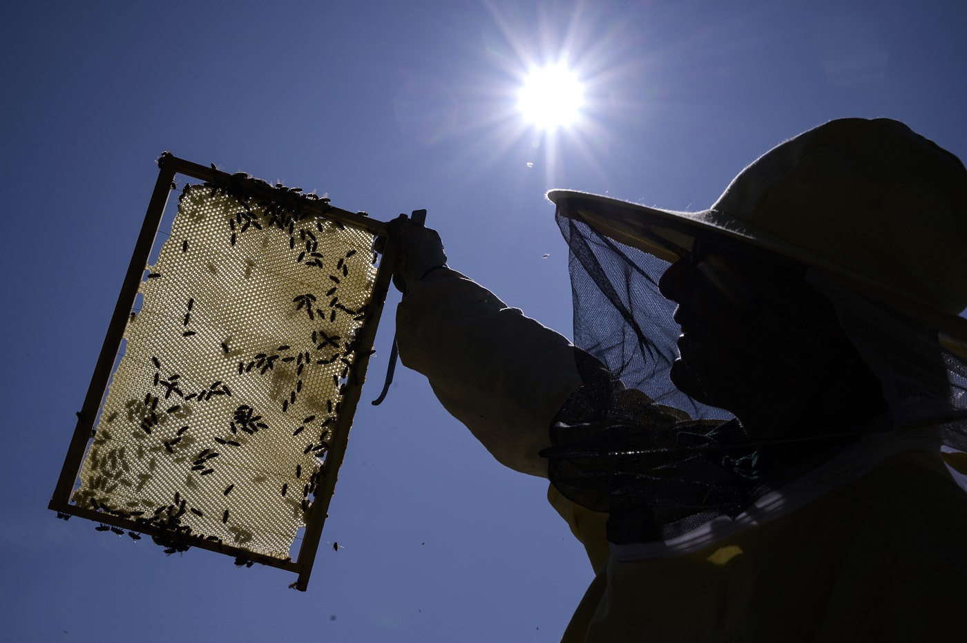  سنة سوداء لمربي النحل في أوروبا  162-022605-bees-honey-6