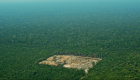 زيادة قطع الأشجار في الأمازون بنسبة 93% خلال 2019