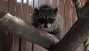 الراكون يتسلق الأشخاص والأماكن والجرو يحاول تقليده