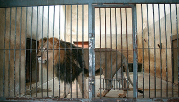 الرجل جلس بهدوء وحملق في عيني الأسد - أرشيفية