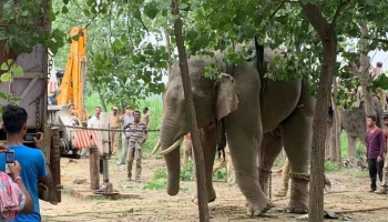 الأفيال البرية تثير الفوضى في نيبال- أرشيفية