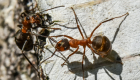 النمل الفضي يفوز بلقب الأسرع في العالم