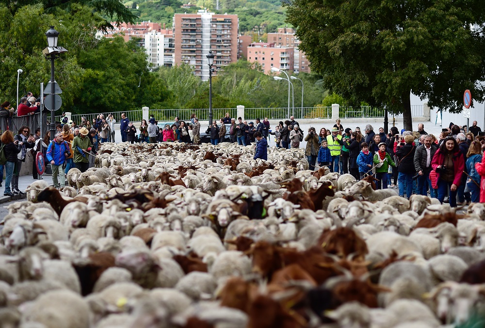 2000 نعجة تطوف شوارع مدريد في "يوم الهجرة" 121-123641-sheep-madrid-immigration-day-2