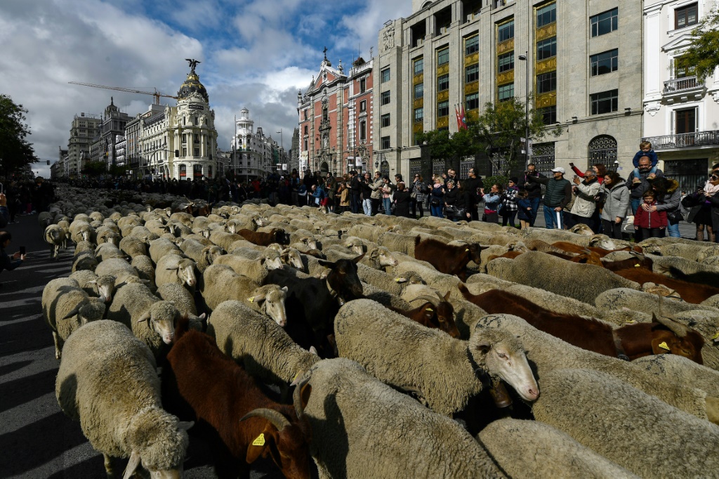 2000 نعجة تطوف شوارع مدريد في "يوم الهجرة" 121-123641-sheep-madrid-immigration-day-3
