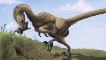 صورة متخيلة للديناصور الصورورنيثوليستس