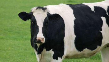 سهام التخدير كانت السبيل الوحيد لإيقاف البقرة الهائجة