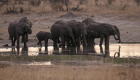 نفوق 55 فيلا جراء الجفاف في زيمبابوي