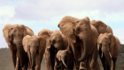 الاشتباه في نفوق 100 فيل بالجمرة الخبيثة في بوتسوانا