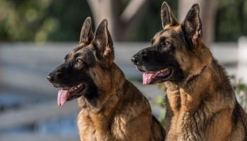 منظمة تطالب بمنح الحيوانات صفة قانونية- أرشيفية