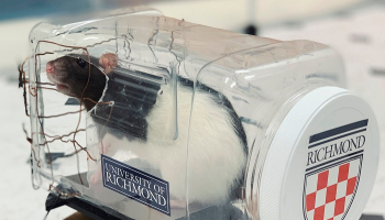 علماء ينجحون في تدريب الفئران على قيادة السيارات