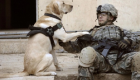 10 حقائق عن الكلاب المقاتلة بالجيش الأمريكي