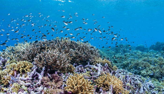 الشعاب المرجانية أكثر تنوعا في الأعماق - أرشيفية