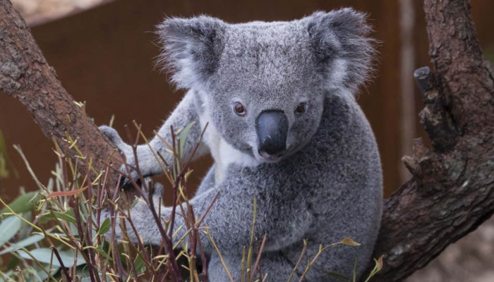 حيوانات الكوالا تشكل كنزا قوميا بالنسبة لأستراليا - أرشيفية