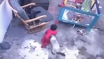 قط ينقذ رضيع من السقوط من أعلى الدرج