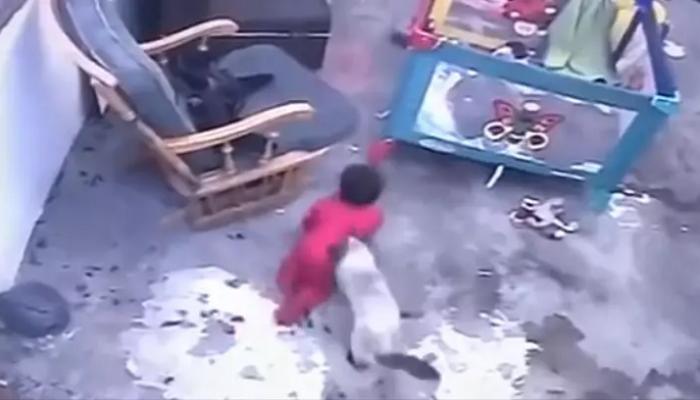 قط ينقذ رضيع من السقوط من أعلى الدرج