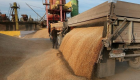 مصر تستهدف خفض استيراد القمح خلال 2020