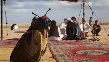 العشرات من مربّي الصقور شاركوا في الاحتفال