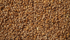 احتياطيات مصر من القمح تكفي 5 أشهر