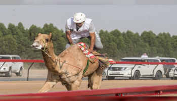ماراثون اليوم الوطني للهجن