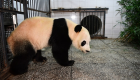 الباندا "باي باي" يعود للصين بعد مهمة دبلوماسية في أمريكا