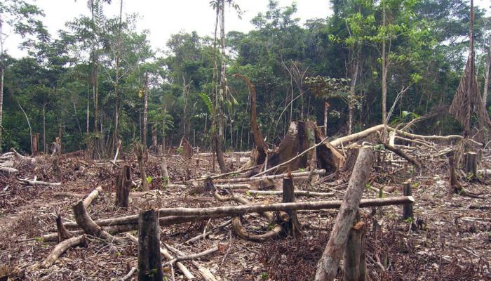 البرازيل تعد خطة للحد من قطع الأشجار في الأمازون - صورة أرشيفية
