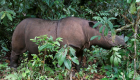 السرطان يقتل "إيمان".. آخر وحيد قرن سومطري في ماليزيا