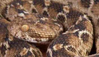 ثعبان يلدغ تلميذة في مدرسة هندية