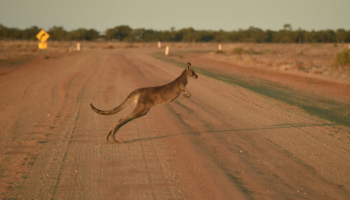 المتهم قتل عمدا ما لا يقل عن 20 كنغرا - أرشيفية