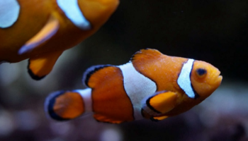 سمكة المهرج اشتهرت في فيلم "Finding Nemo" (البحث عن نيمو)