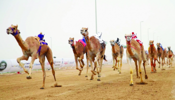 منافسات سباقات الهجن