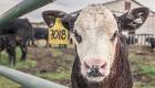لقاح جديد لحماية الماشية من "السل البقري"