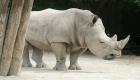 ولادة وحيد قرن مهدد بالانقراض في متنزه بلجيكي