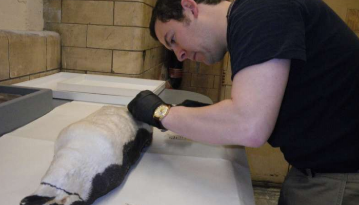 الباحثون يأخذون عينات الريش من متحف البطريق في الصين