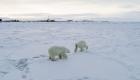 Rusya'da kutup ayıları köy bastı