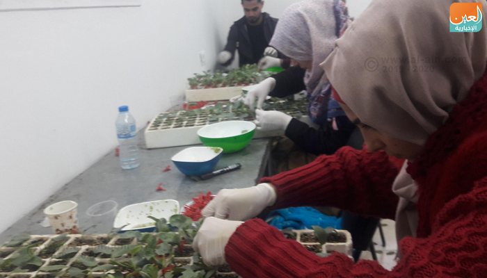تركيب النباتات في غزة.. تقنية زراعية تتحدى أمراض التربة والبطالة