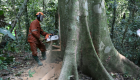 اتهام حكومة الكونغو بالعجز عن حماية الغابات