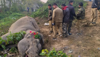 فيل صدمه قطار بالهند