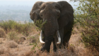 فيل يقتل امرأتين ويصيب 4 في نيبال