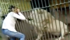 فيديو يوثق عضة غادرة من أسد لحارس بحديقة حيوانات