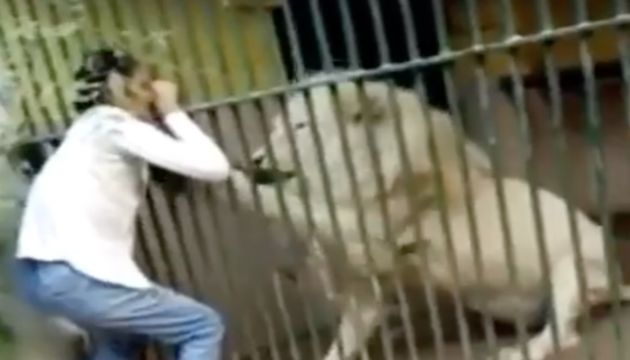 الأسد يهاجم الحارس في حديقة الحيوانات