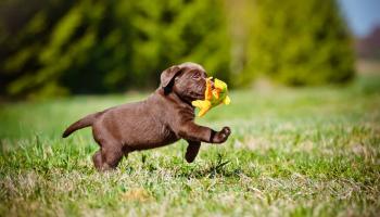 فتاة تكتب سيرة ذاتية مضحكة لإقناع والدتها للسماح لها بإحضار جرو للمنزل