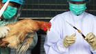 اكتشاف أجسام مضادة تحمي من إنفلونزا الطيور