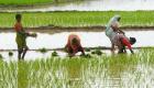 ہندوستان: مہاراشٹر، بہار اور کرناٹک میں سیلاب سے 6 فیصد فصل خراب