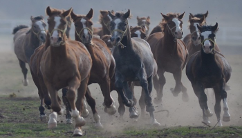 مرض الرعام الخطير يصيب الخيول والقردة والبغال