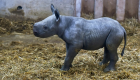 ولادة وحيد قرن مهدد بالانقراض في فرنسا