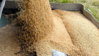 "عشبة القمح" تكبد بريطانيا خسائر بأكثر من نصف مليار دولار 