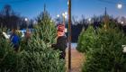 Alta demanda de árboles de Navidad