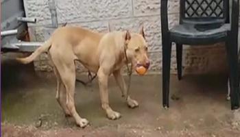 كلب المطرية بعد الاعتداء عليه