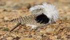 बहरीन किंग को पाकिस्तान में संरक्षित पक्षी सोहन चिरैया के शिकार की इजाजत
